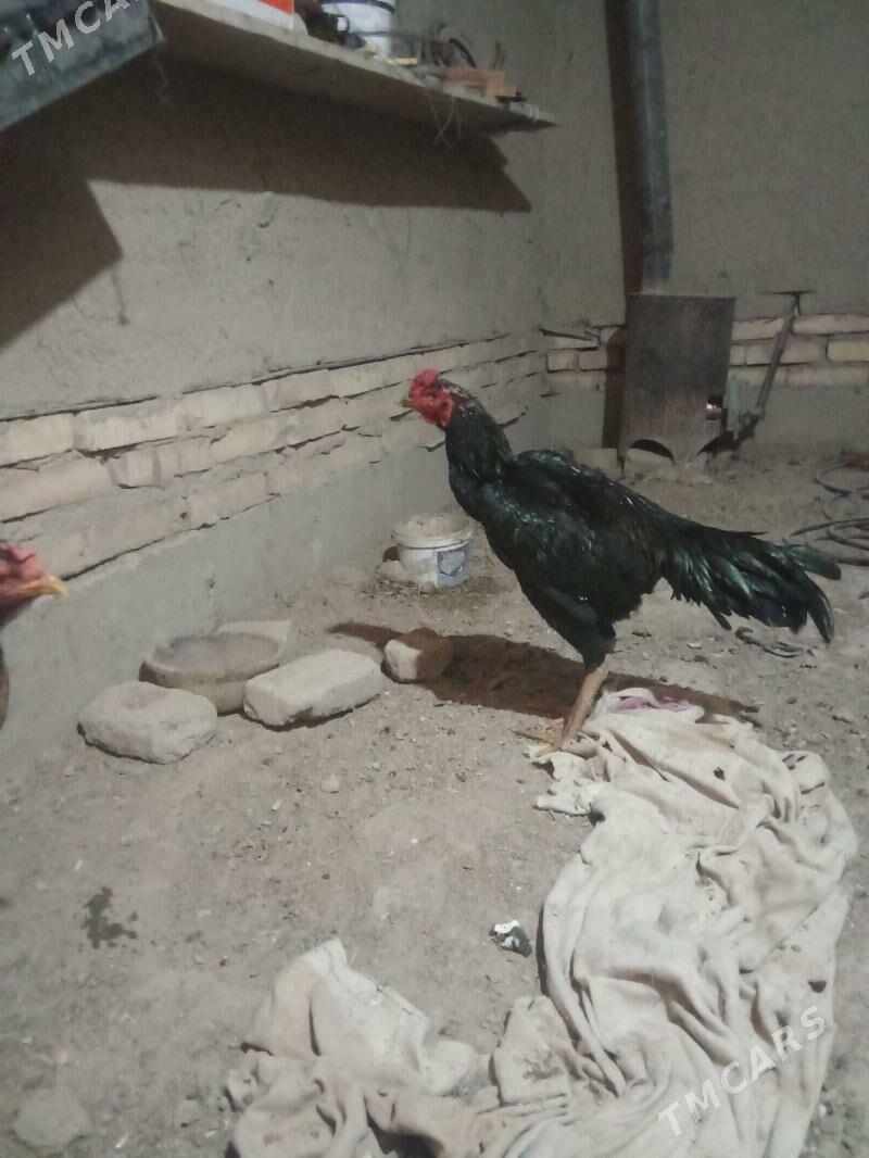 juje - Дашогуз - img 3