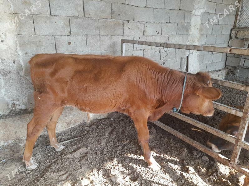 ökuz - Änew - img 7