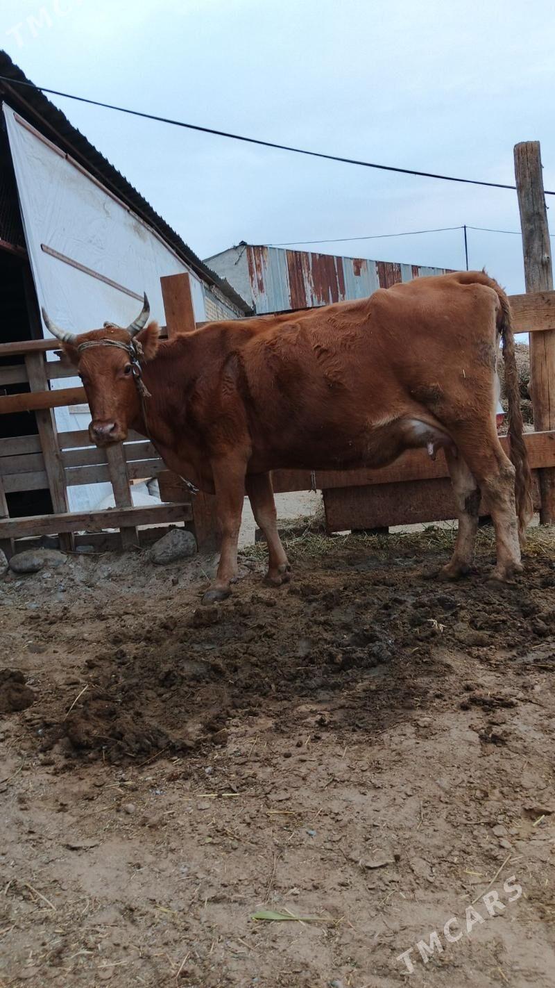 Sygyr - Gökdepe - img 4