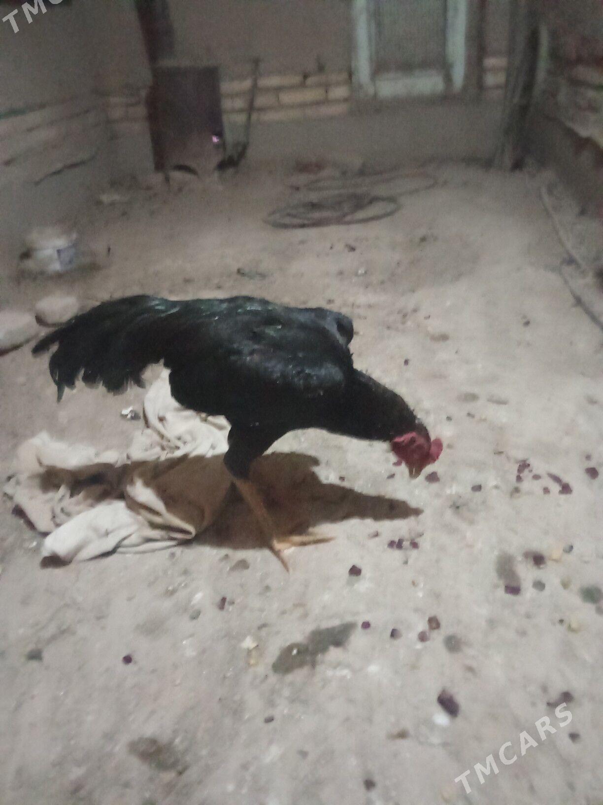 juje - Дашогуз - img 2