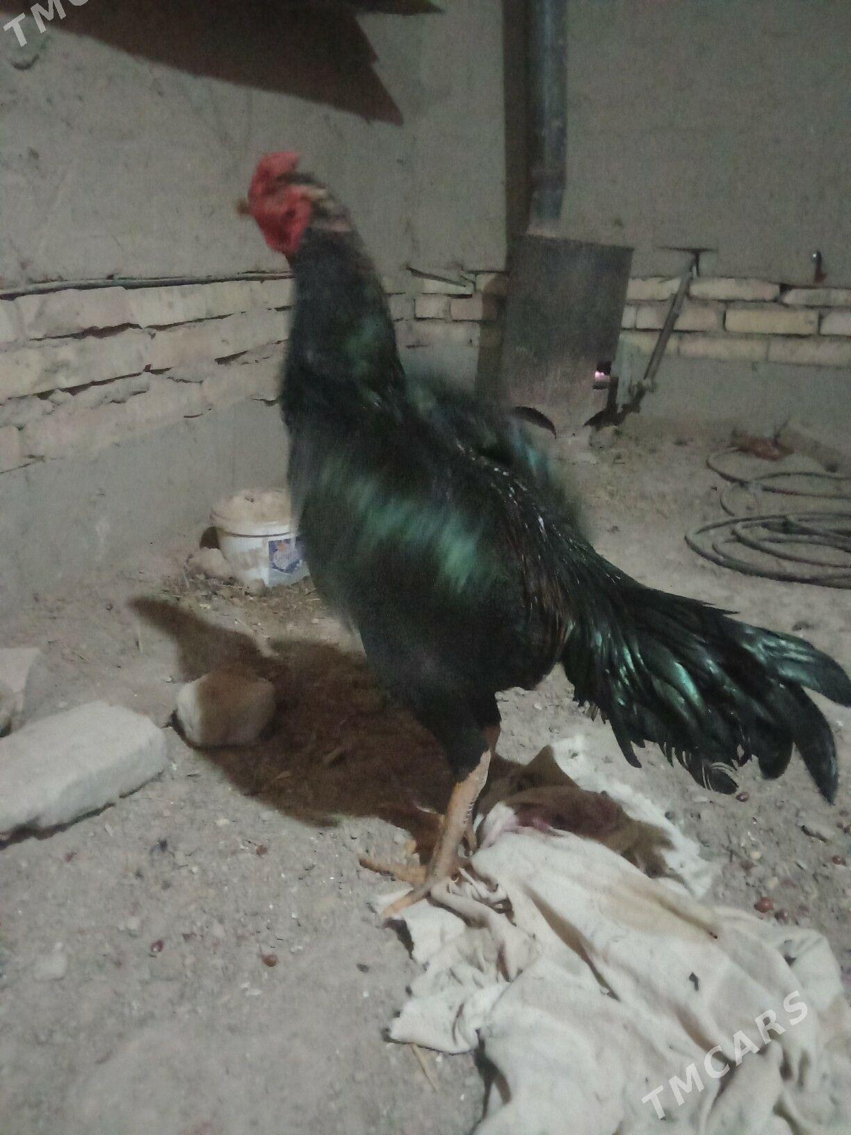 juje - Дашогуз - img 4