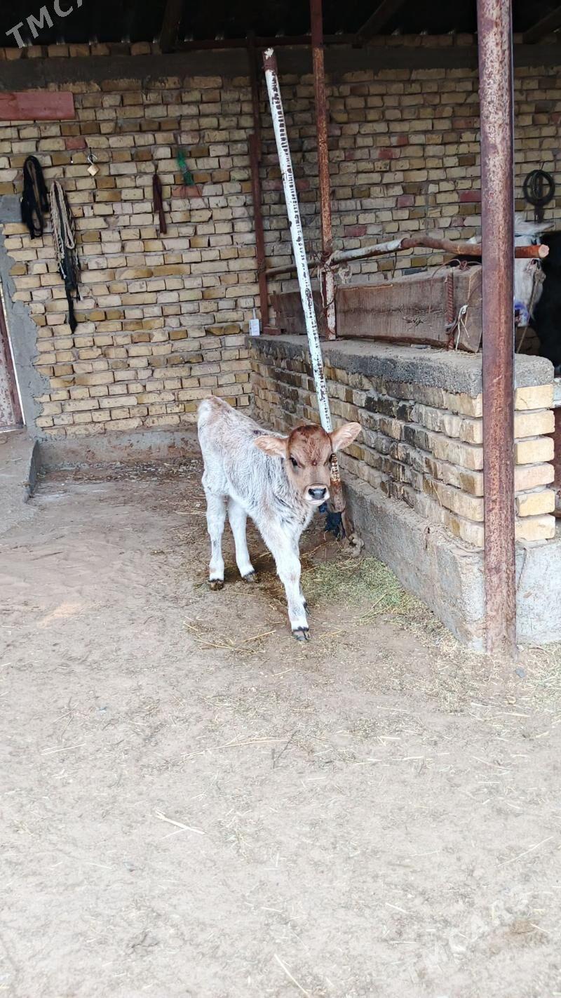 Sygyr - Gökdepe - img 5