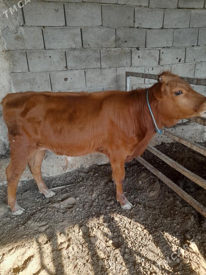 ökuz - Änew - img 8