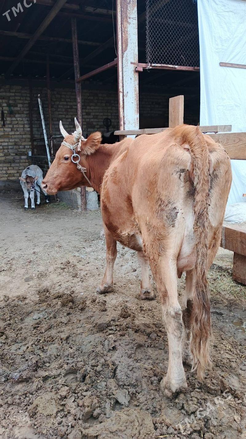 Sygyr - Gökdepe - img 3