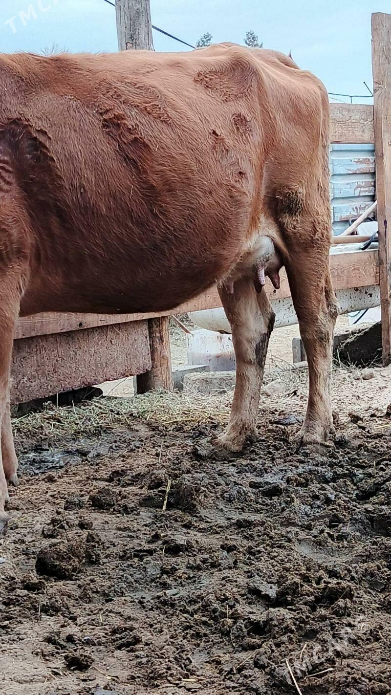 Sygyr - Gökdepe - img 2