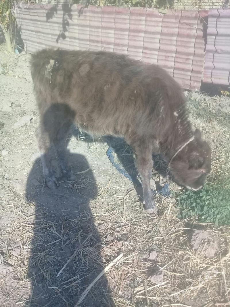 okuzce 2sany - Babadaýhan - img 2