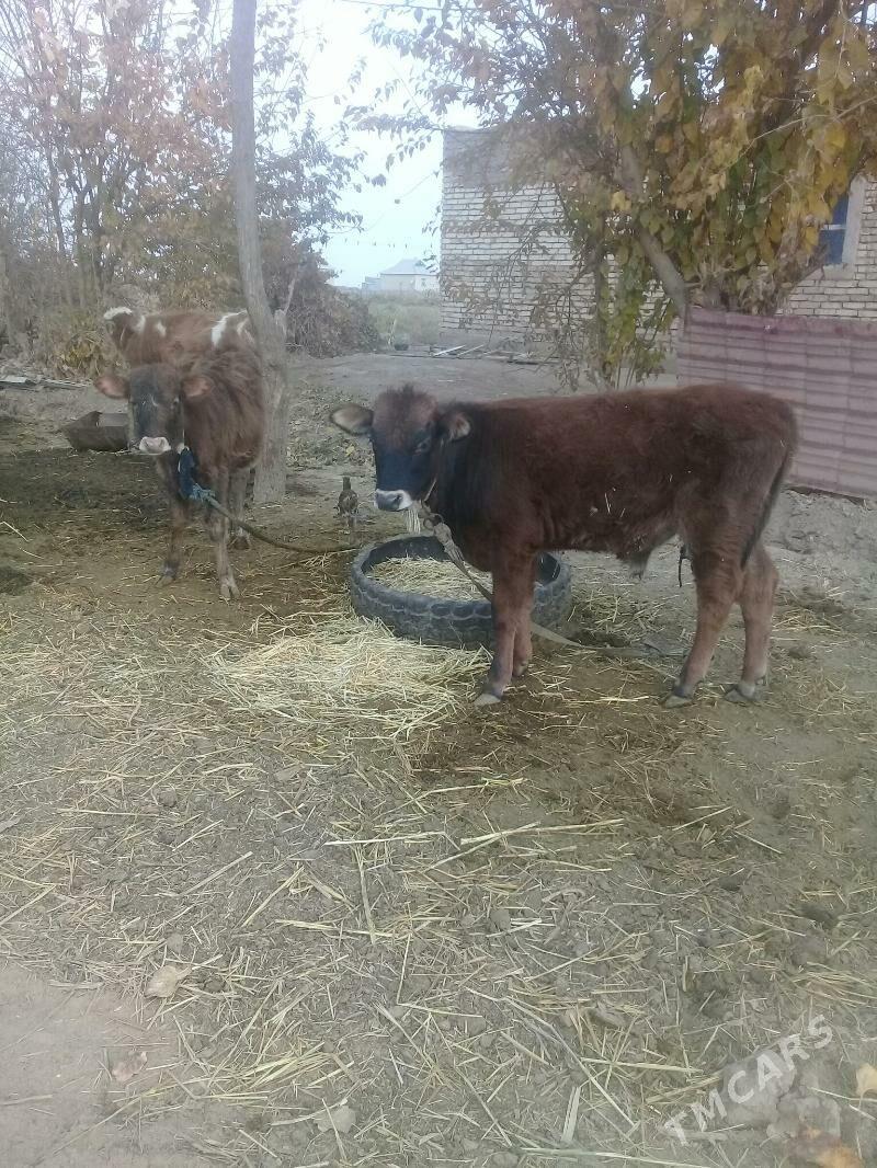 okuzce 2sany - Babadaýhan - img 1