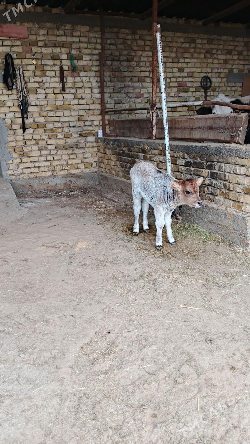 Sygyr - Gökdepe - img 6