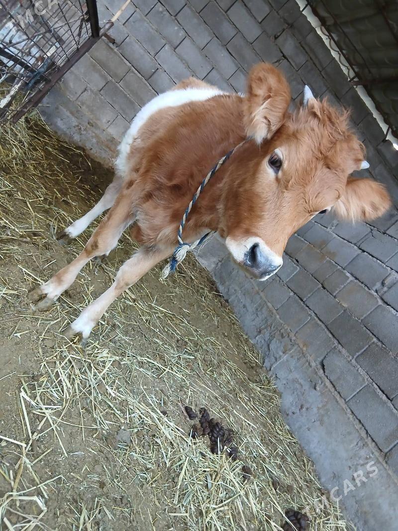 tùwe - Gökdepe - img 3