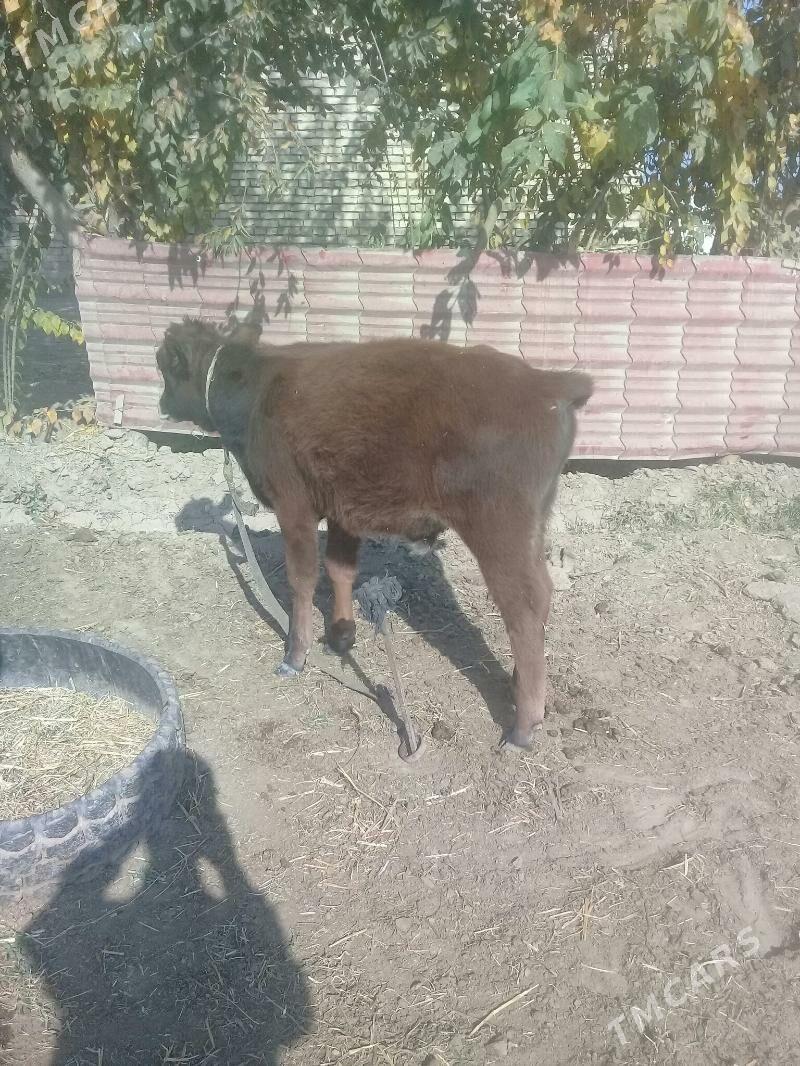 okuzce 2sany - Babadaýhan - img 3