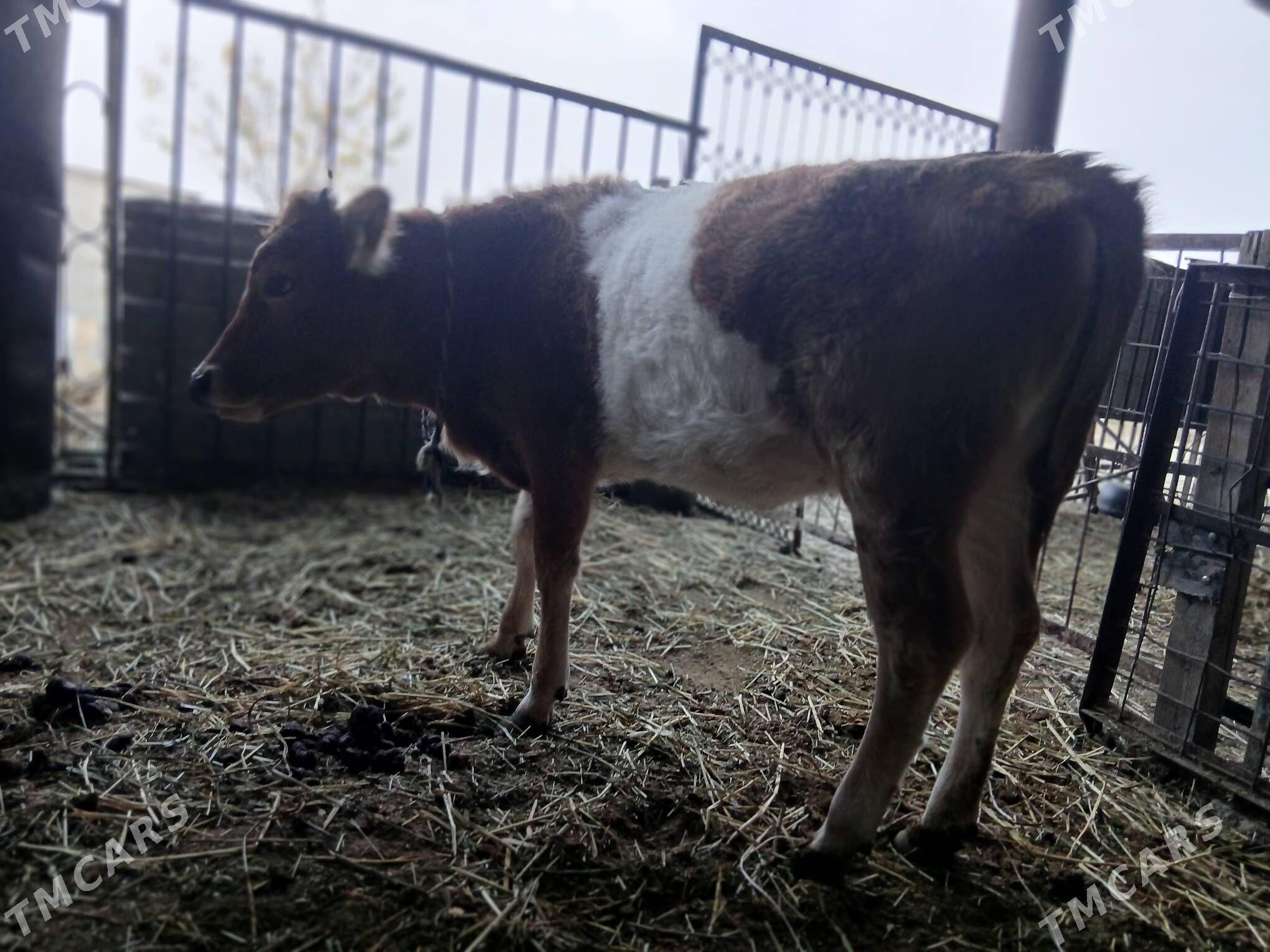 tùwe - Gökdepe - img 5