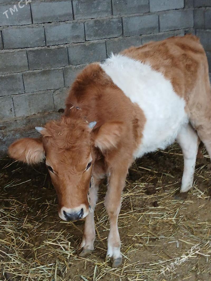 tùwe - Gökdepe - img 4