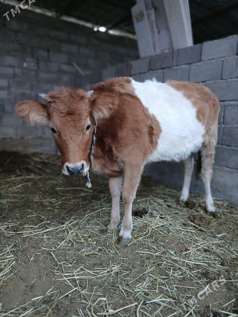 tùwe - Gökdepe - img 2