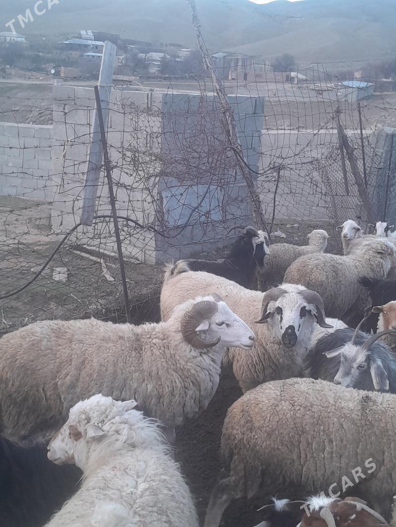 goyun - Бахарден - img 2