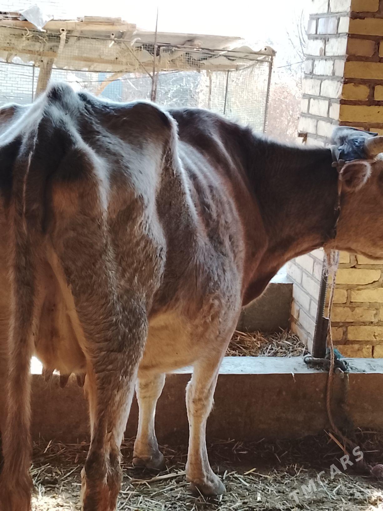 agyr bogaz sygyr - Дянев - img 5