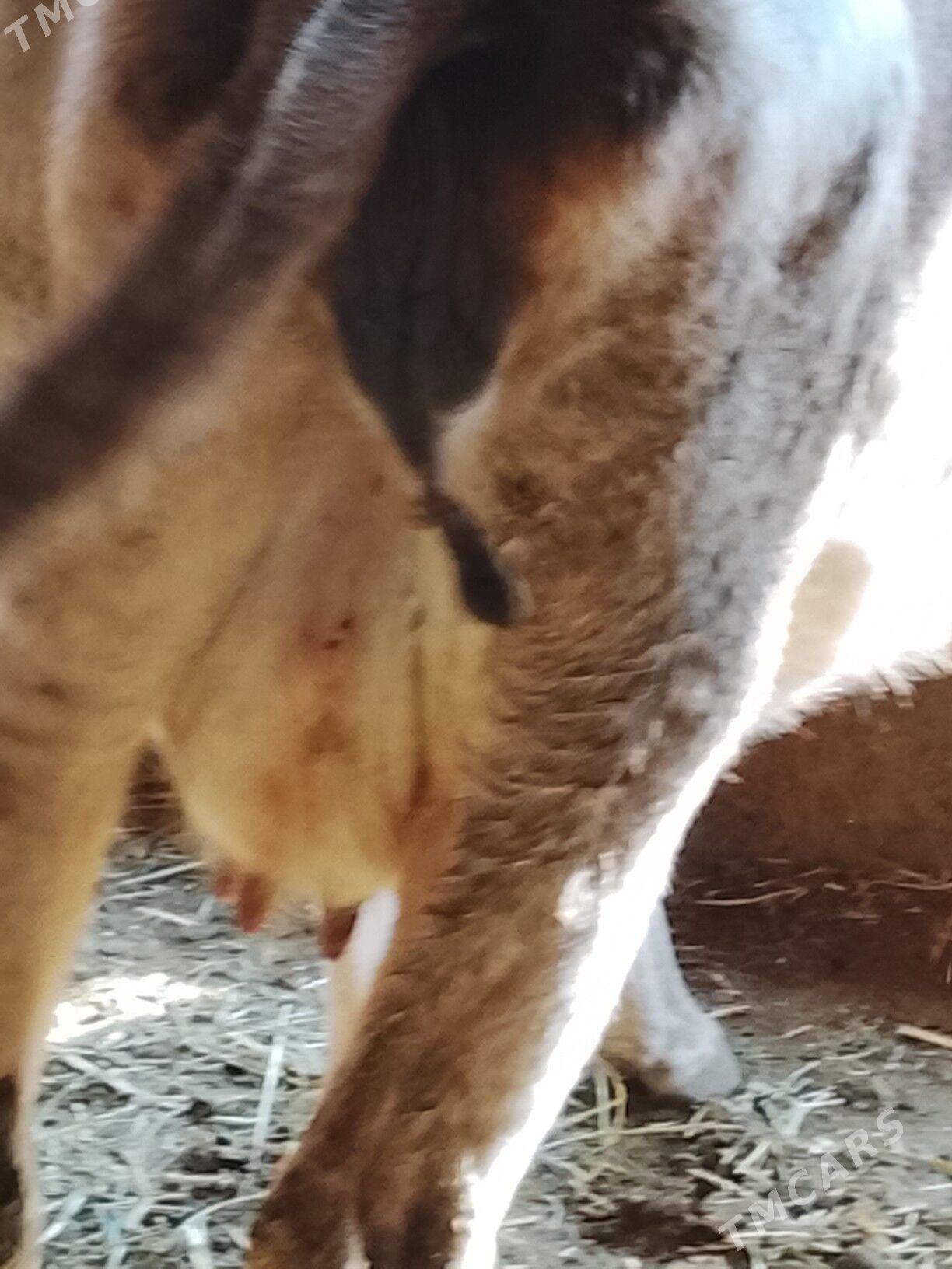 agyr bogaz sygyr - Дянев - img 6