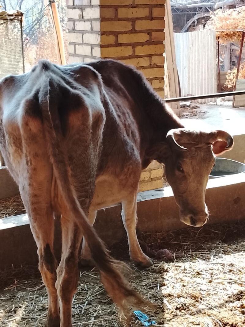 agyr bogaz sygyr - Дянев - img 3