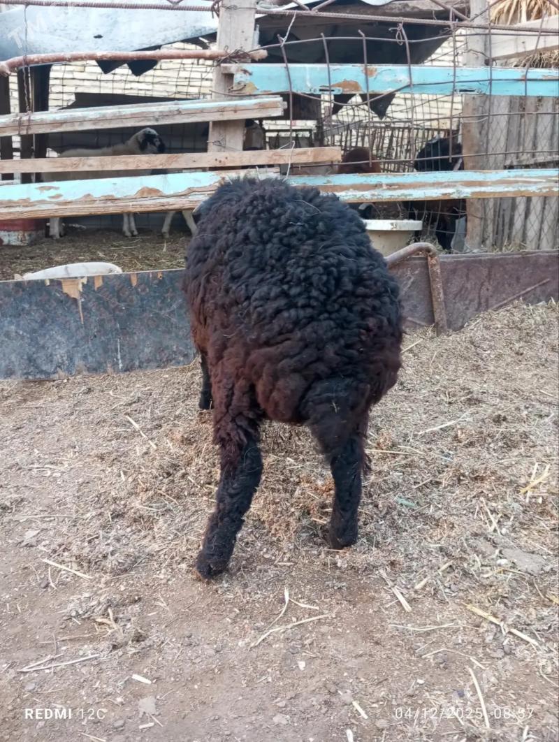 koçkar kuzu - Фарап - img 5