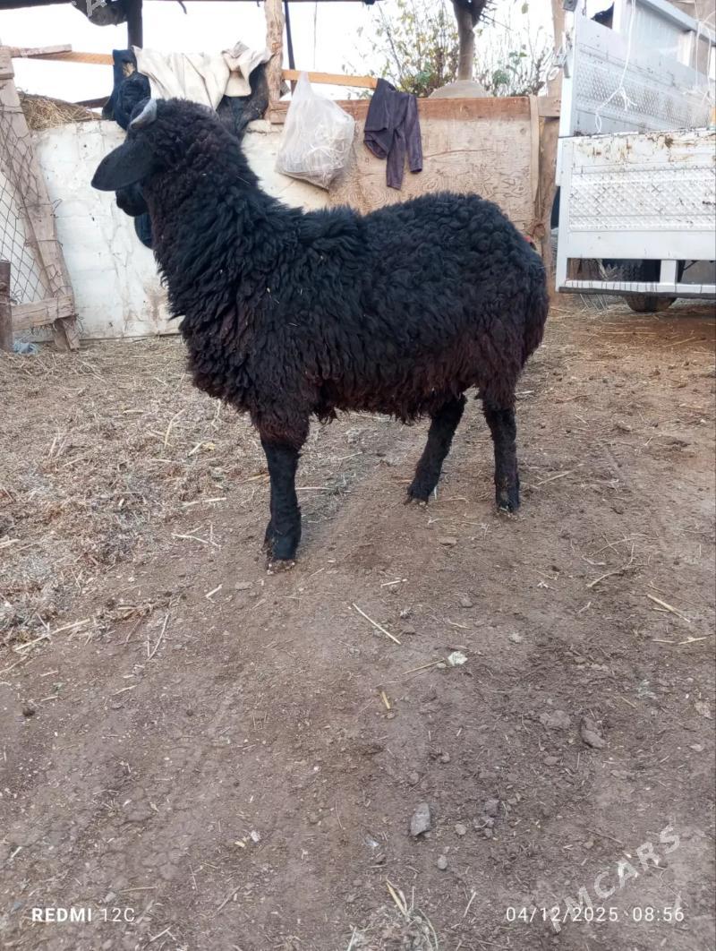 koçkar kuzu - Фарап - img 2