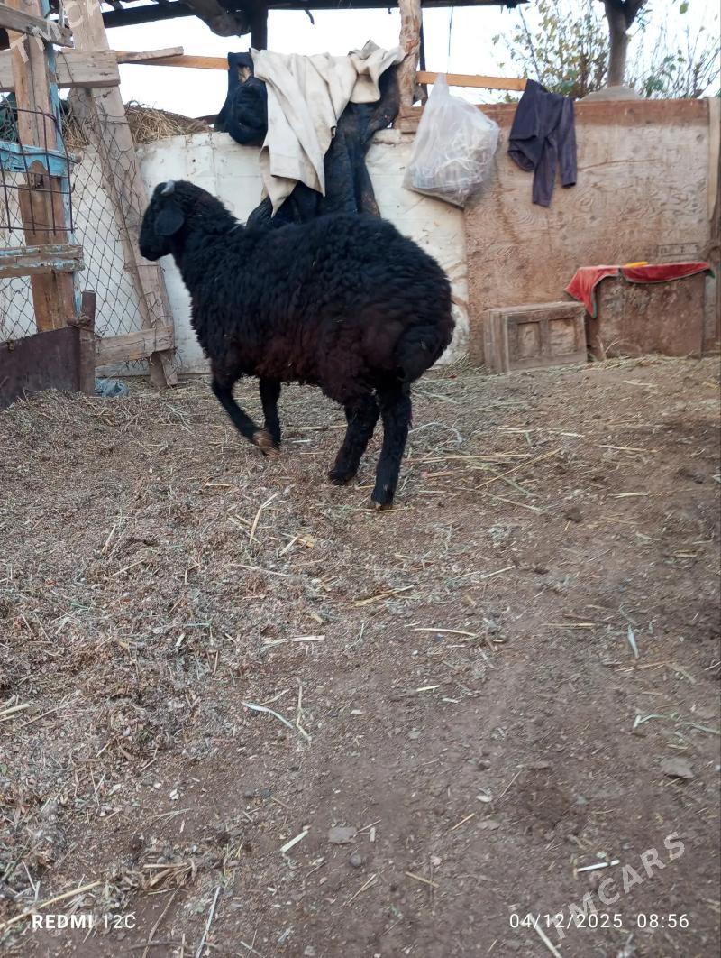 koçkar kuzu - Фарап - img 3