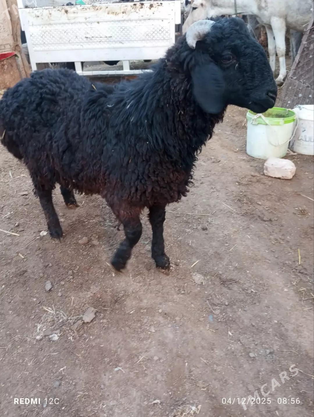 koçkar kuzu - Фарап - img 6