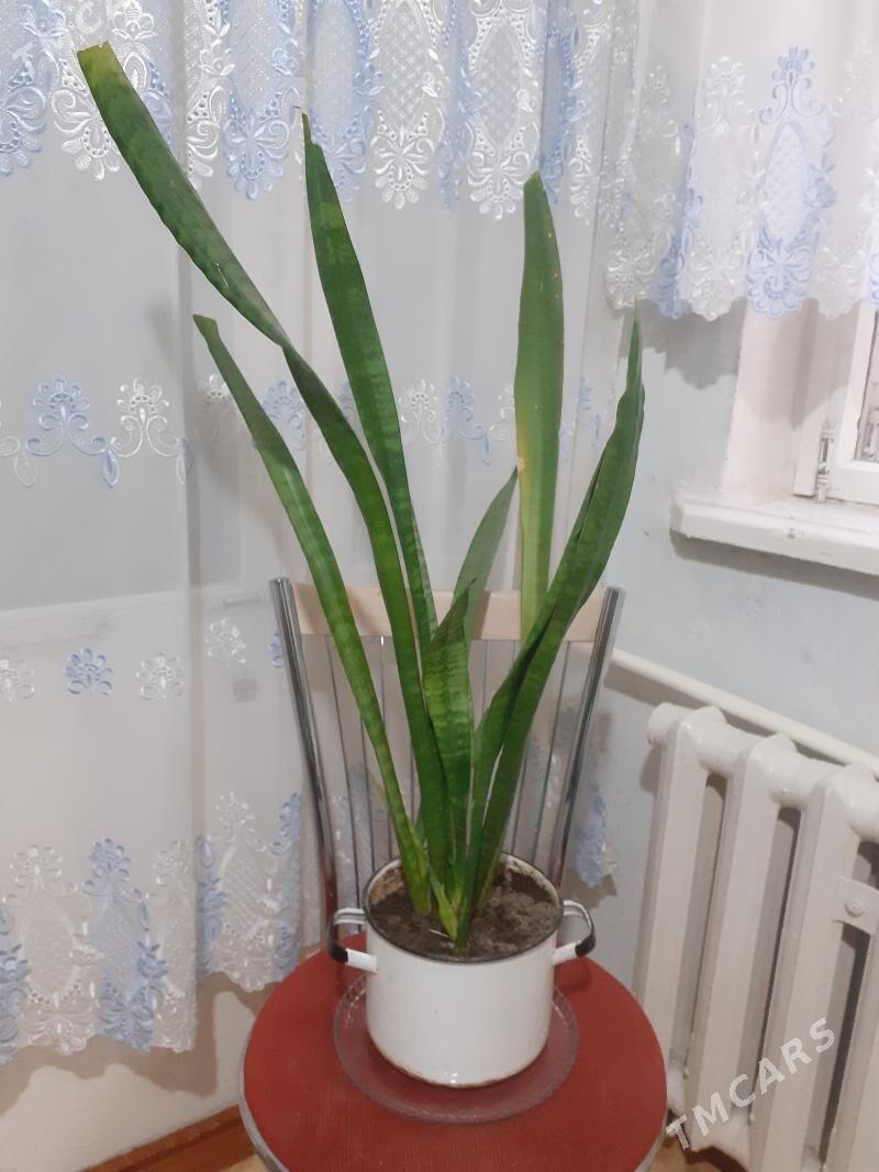 Сансевиерия - Türkmenabat - img 2