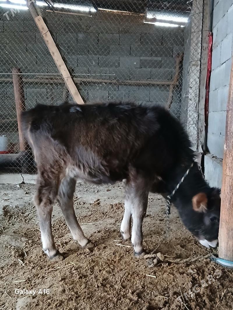 tuwe - Гёкдепе - img 2