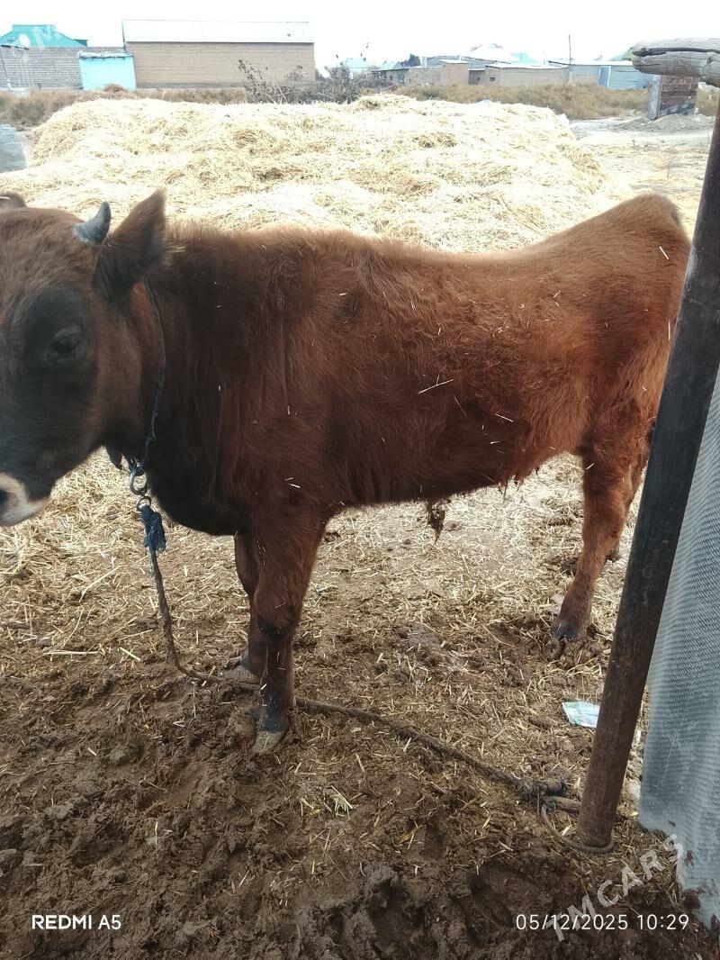 öküz - Ak bugdaý etraby - img 2