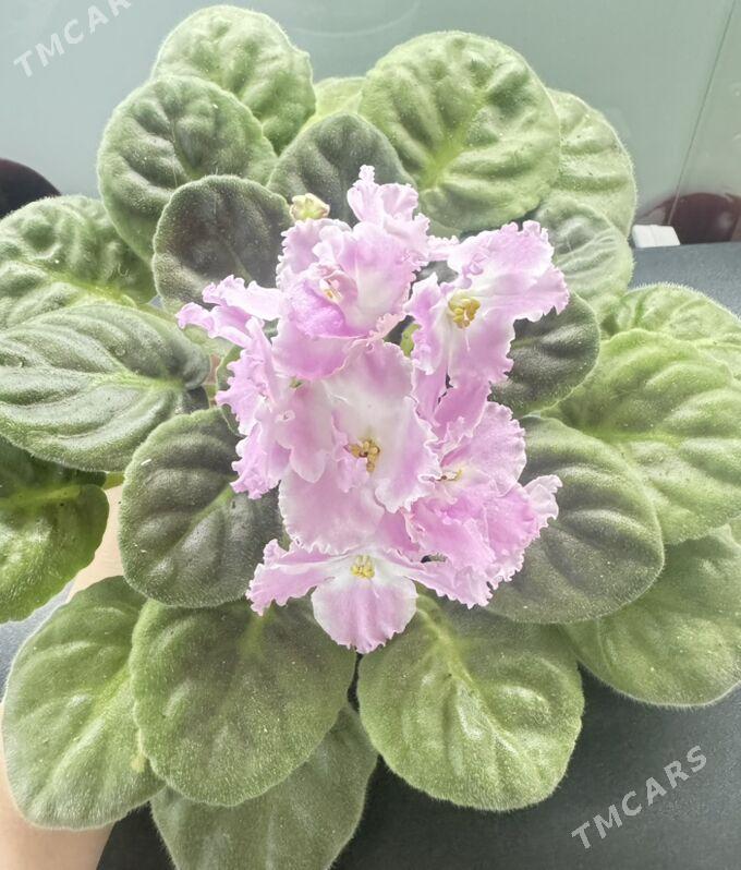 фиалочки - Ашхабад - img 2