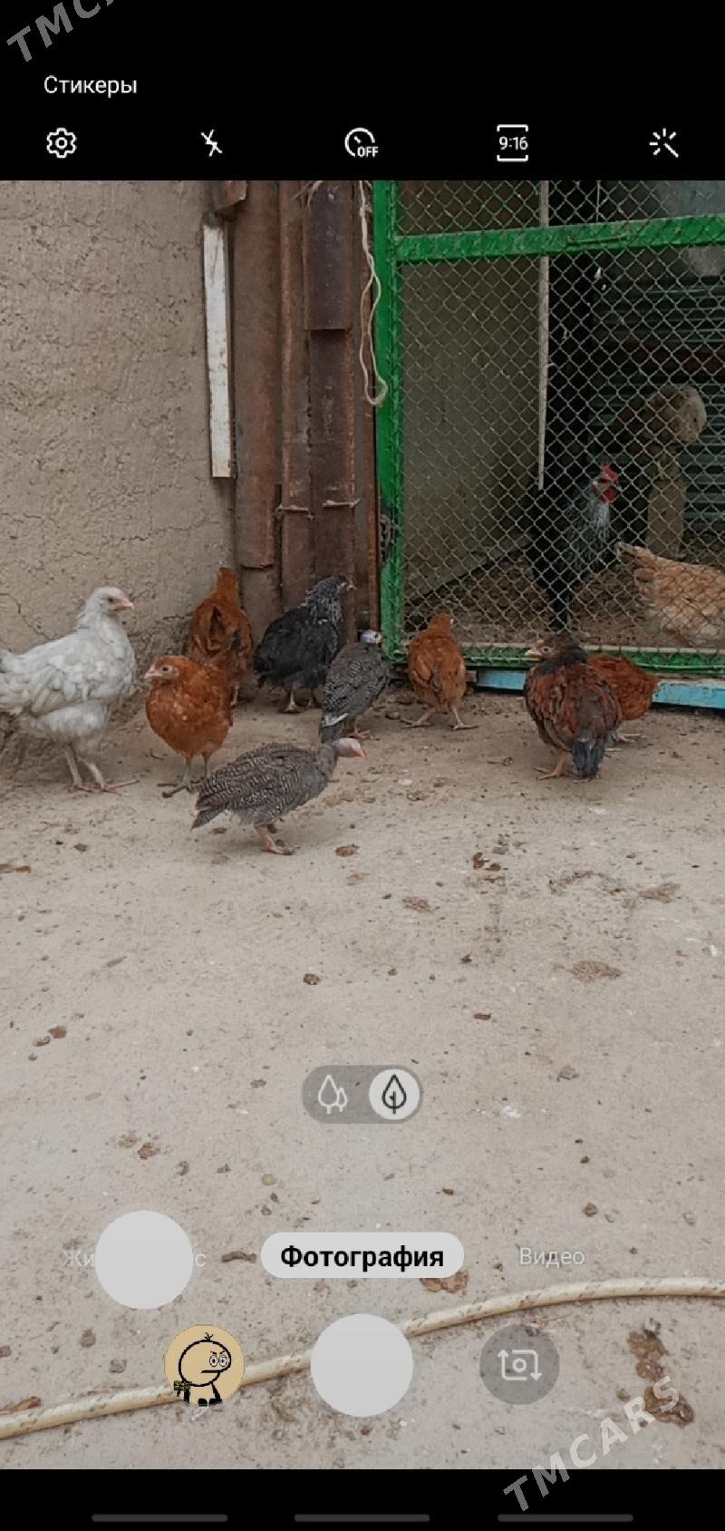 sisarka jüje - Кака - img 2