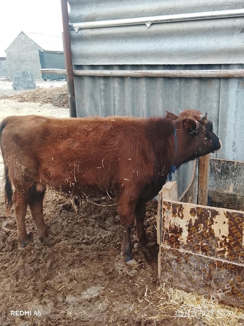 öküz - Ak bugdaý etraby - img 3