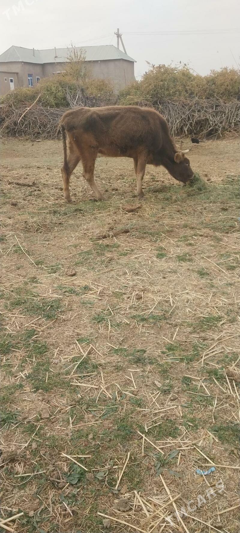 sygyr - Babadaýhan - img 4