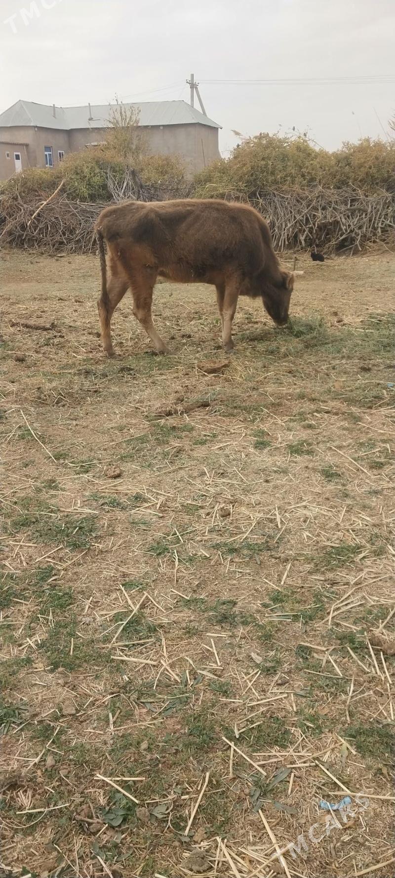 sygyr - Babadaýhan - img 2