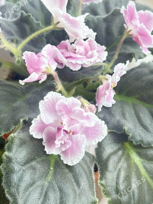 фиалочки - Ашхабад - img 7