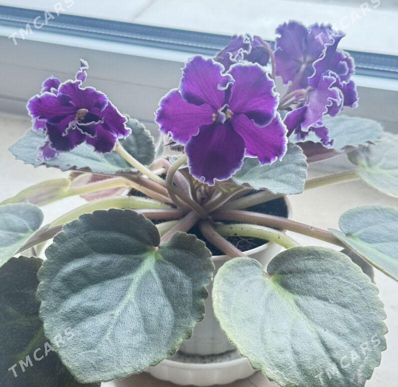 фиалочки - Ашхабад - img 5