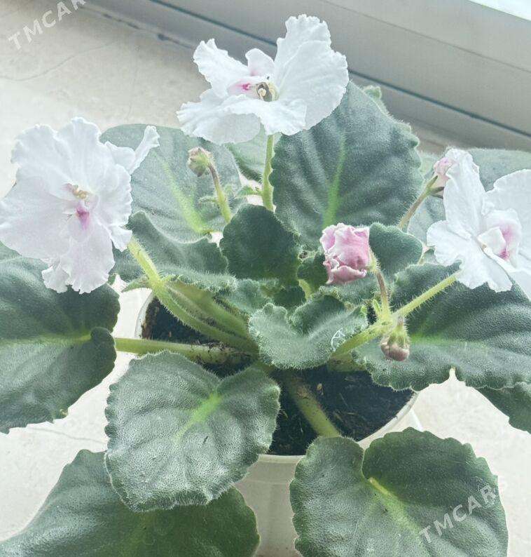 фиалочки - Ашхабад - img 9