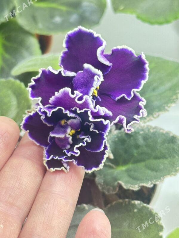 фиалочки - Ашхабад - img 3