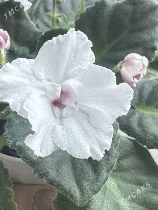 фиалочки - Ашхабад - img 8