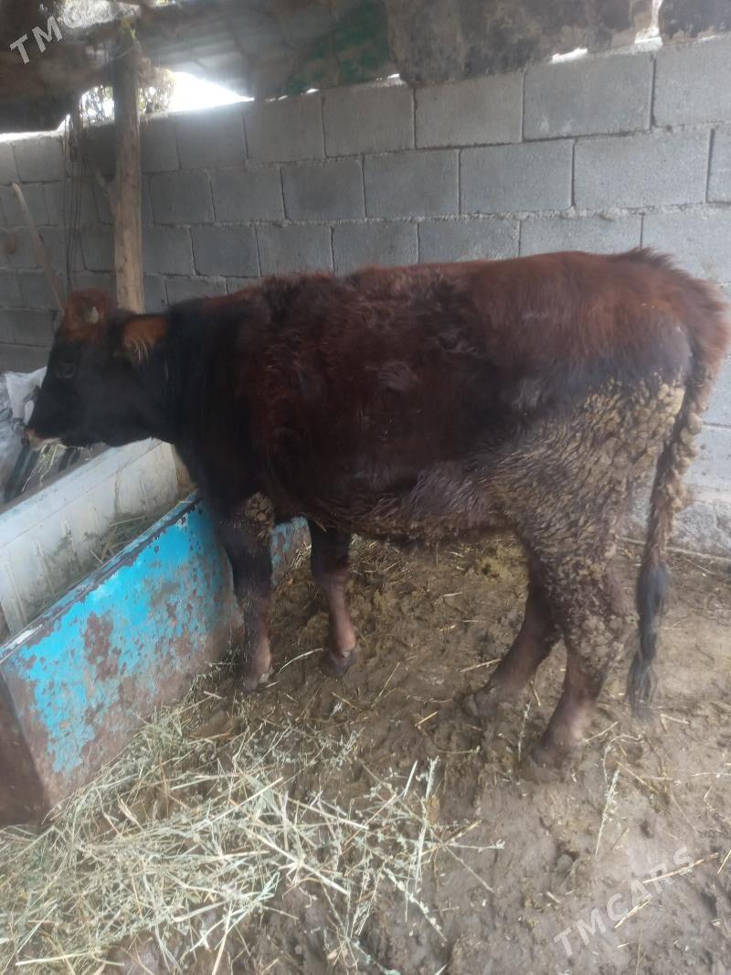 tuwe - Яшлык - img 2