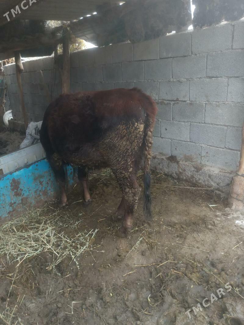 tuwe - Яшлык - img 3