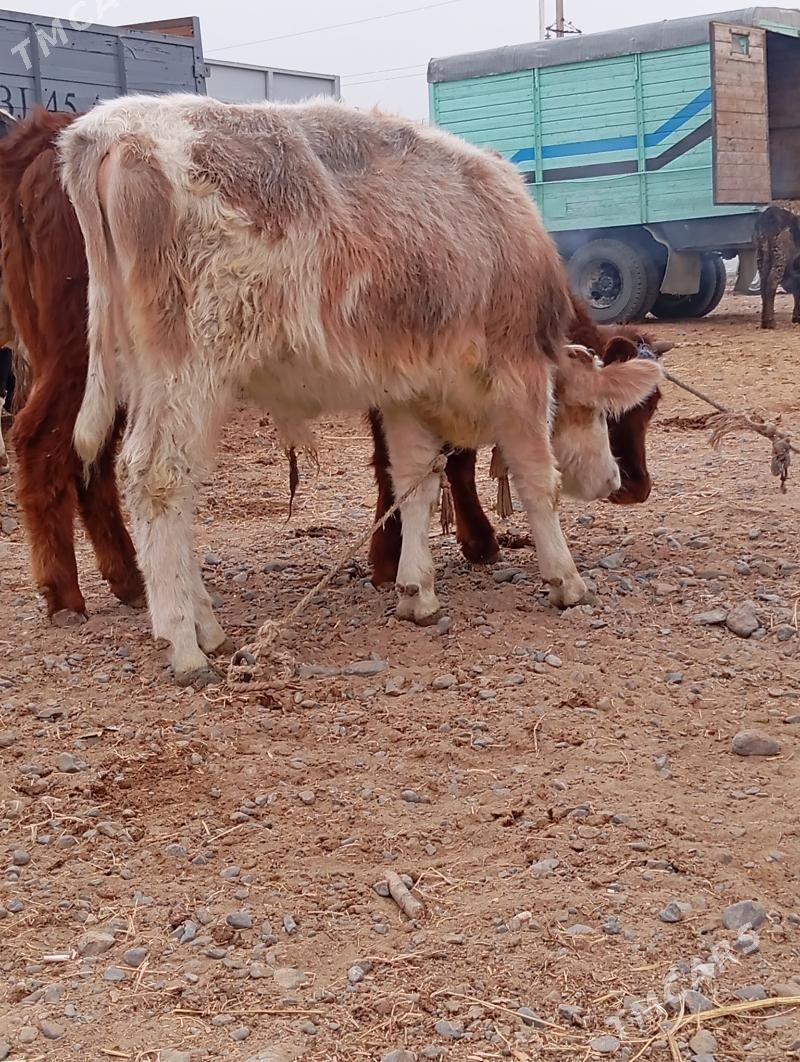 okuz - Хитровка - img 2