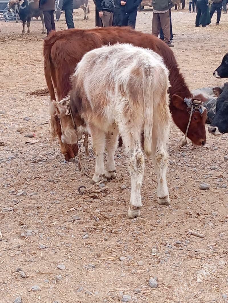 okuz - Хитровка - img 3