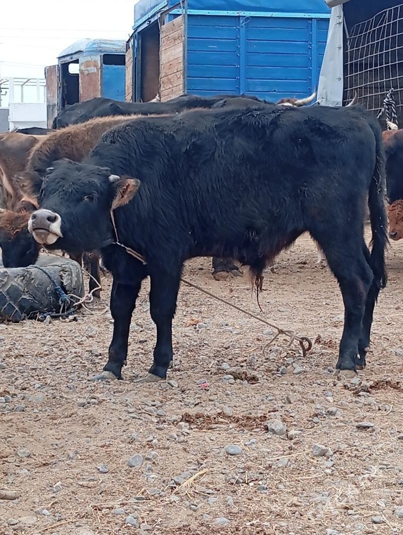 okuz - Хитровка - img 4