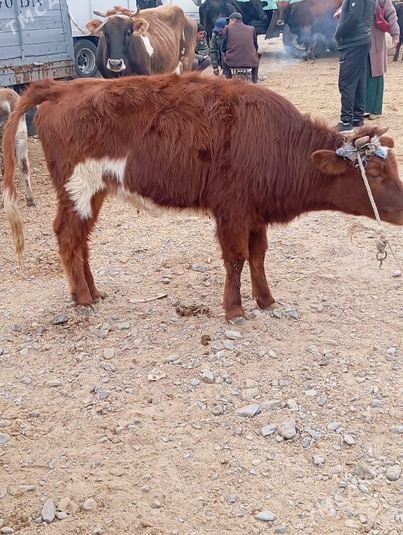 tüwe - Hitrowka - img 2