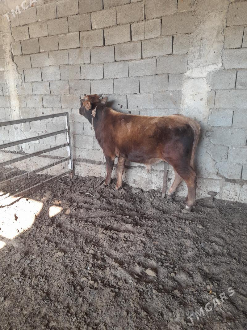 ökuz - Анев - img 4