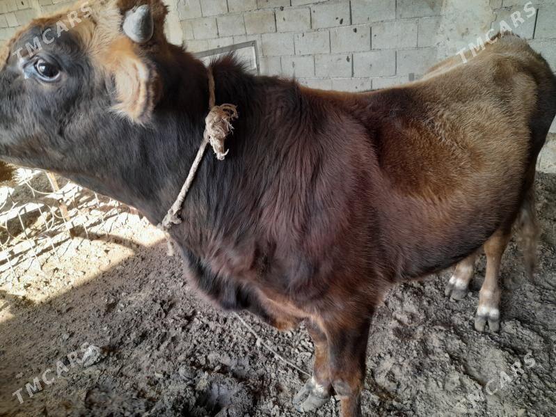 ökuz - Анев - img 3