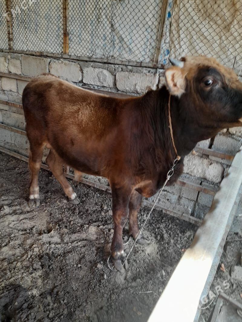 ökuz - Анев - img 5