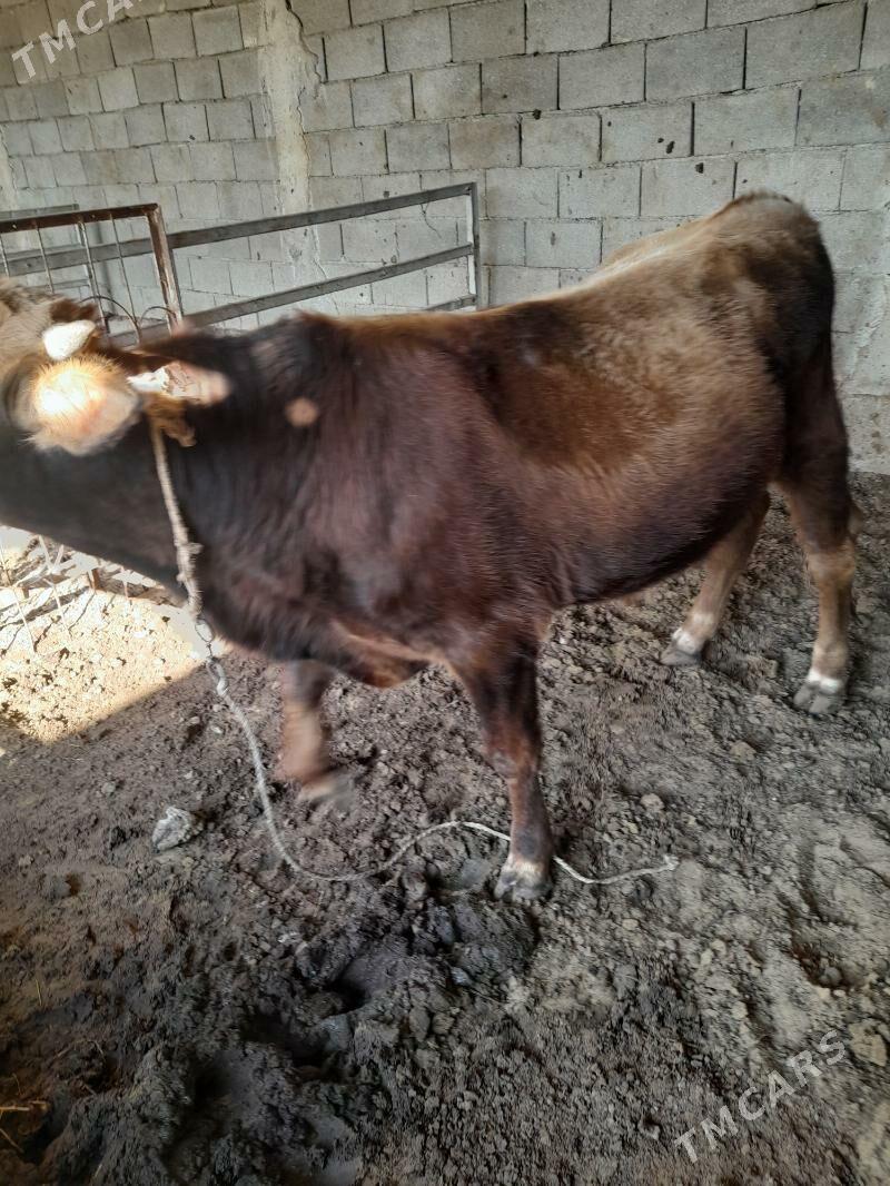 ökuz - Анев - img 6