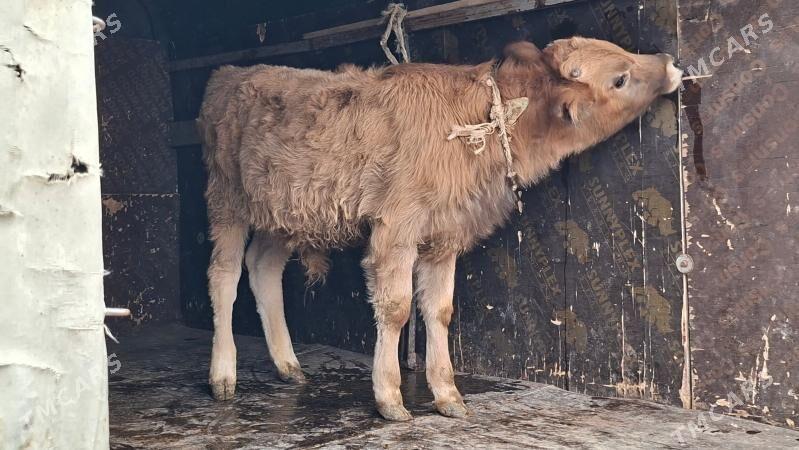 okuz - Гёкдепе - img 2