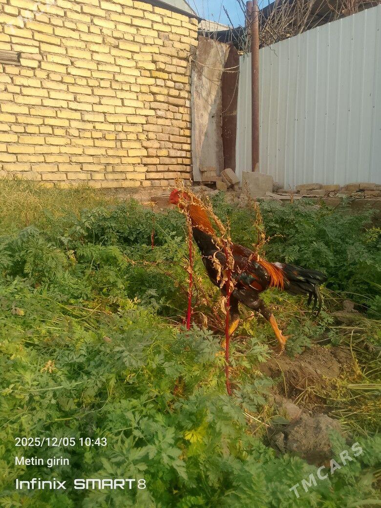 horaz - Мары - img 2